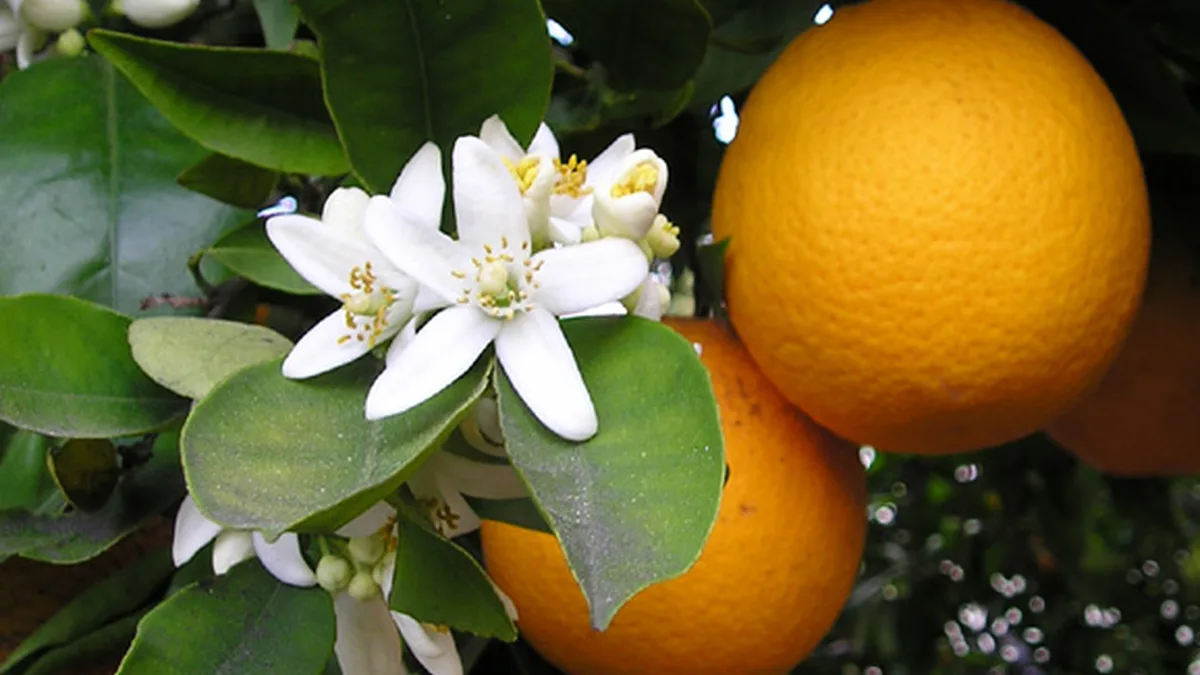 Citrus