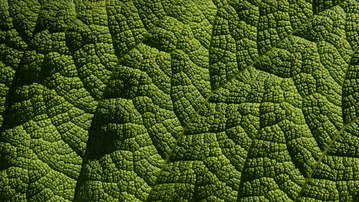 A close-up of a green leaf with a textured surface.