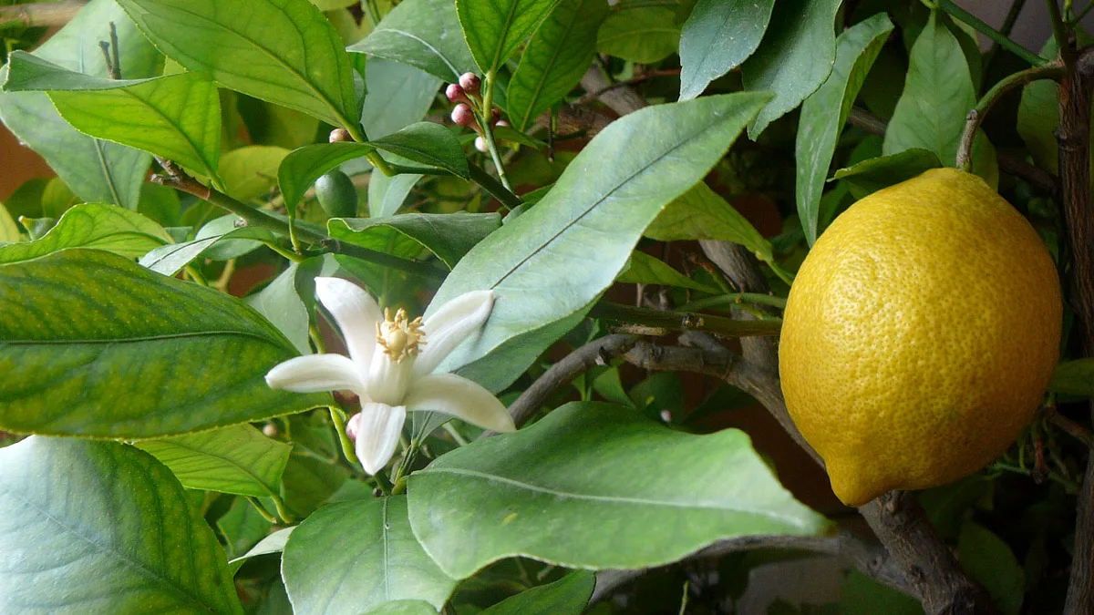 Lemon