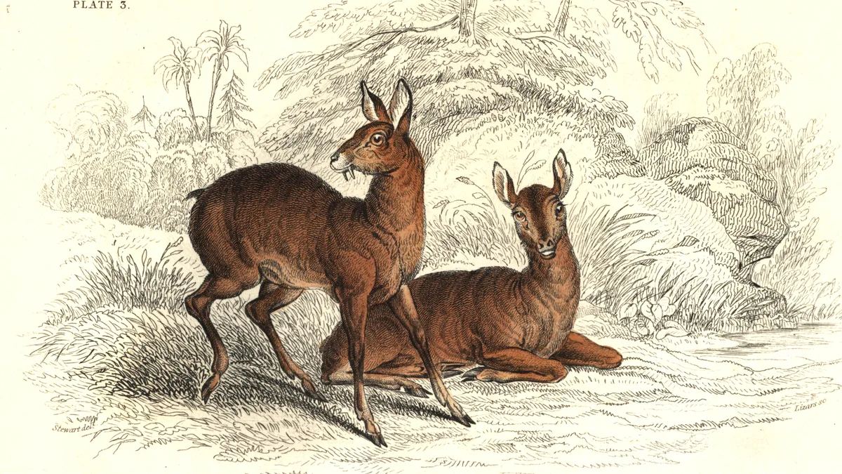 Musk & Animalic